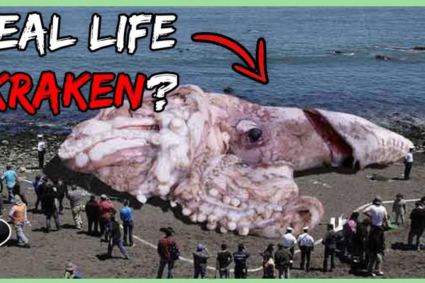 Kraken зеркало kraken 6 onion